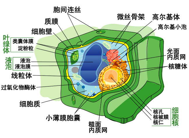 典型动物细胞结构图真核细胞可以通过纤毛或鞭毛来移动.