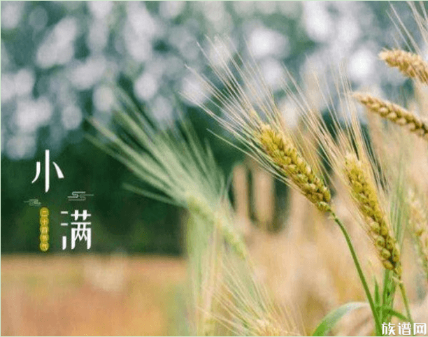 小满节气有哪些风俗?小满三候又是什么?