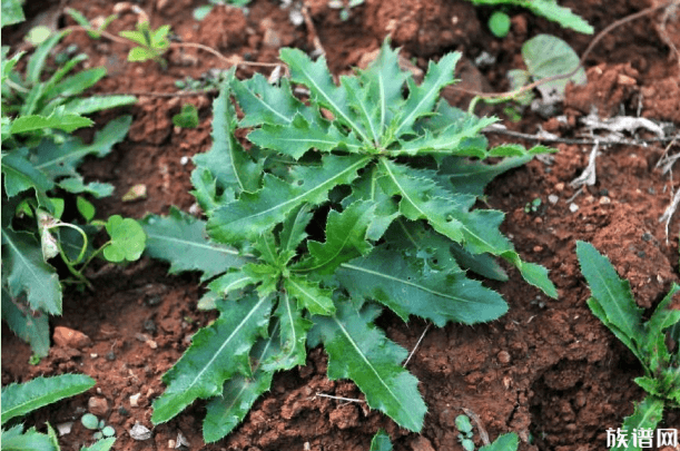 小满节气有哪些风俗?小满三候又是什么?