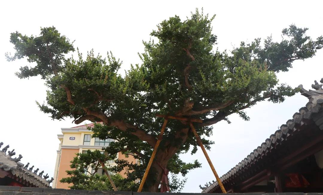 威海里口山下有座谷姓宗祠族人获过巴图鲁称号