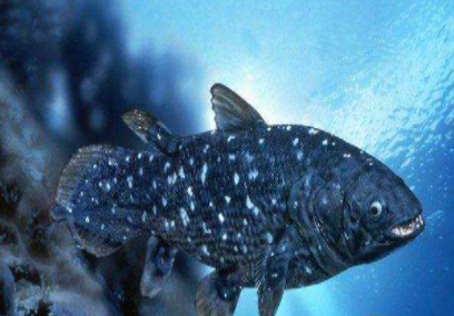 人类曾认为灭绝的物种又奇迹“复活”，让我们来走近这些充满神奇色彩的动物！