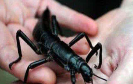 人类曾认为灭绝的物种又奇迹“复活”，让我们来走近这些充满神奇色彩的动物！