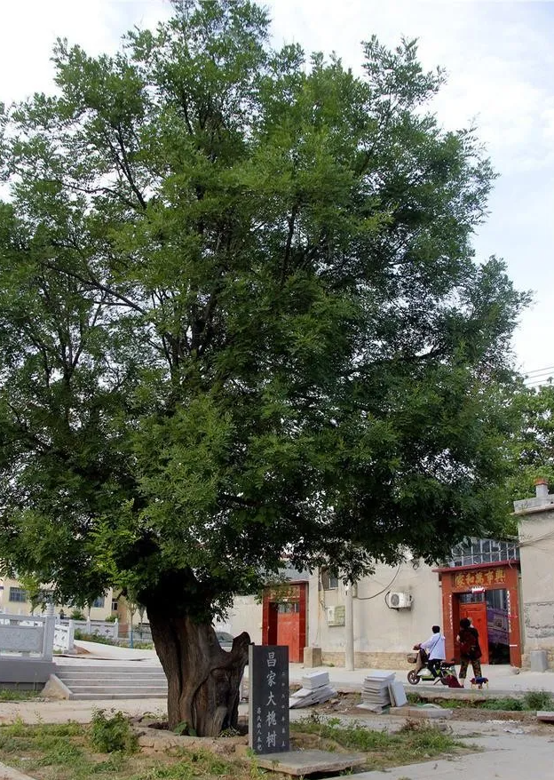 百年"昌家大槐古树",见证了昌氏后辈繁衍