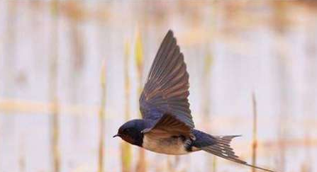 只要给猫和燕子就成吉思汗撤军，西夏履约却沦落到城破家亡的地步