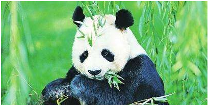 猫屎咖啡世界闻名，熊猫粪便绿茶你有听说过吗？一杯美金200元，世界最贵