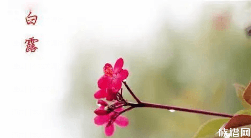 今日白露！白露节气的由来