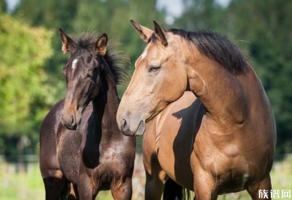 天津高速鸵鸟奔跑车辆纷纷避让,古代是如何对待野生动物的?