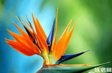 世界上最美的花，天堂鸟花绝对是大自然的神来之笔