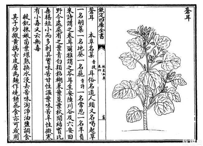 朱棣儿子朱橚——明朝历史上有名的植物学家！