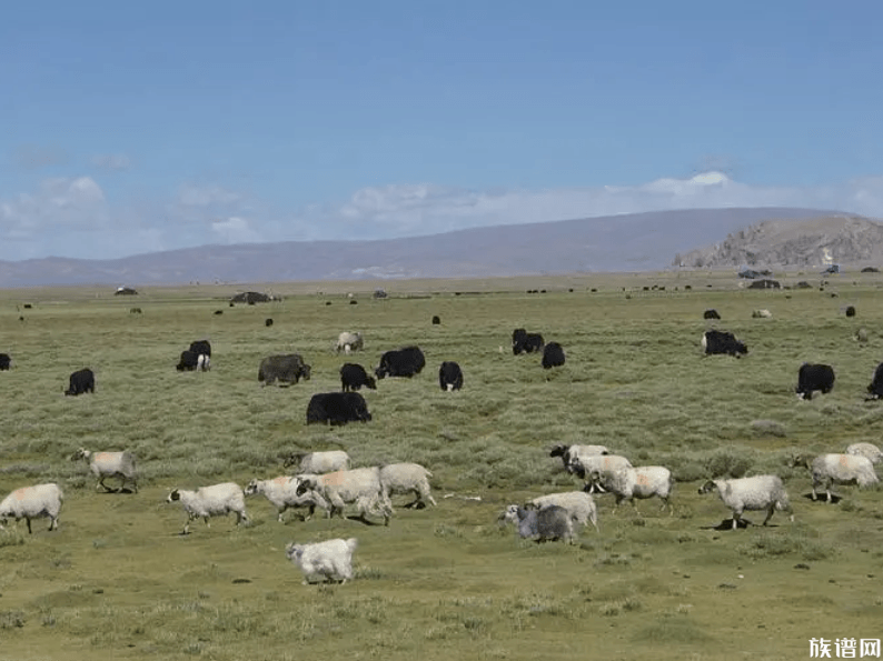 西藏地区主要有哪些姓氏?你知道吗?