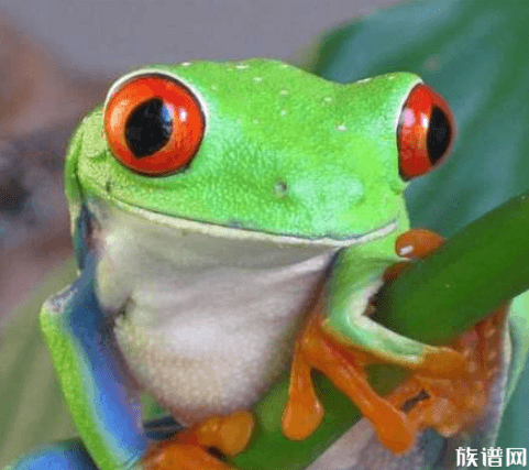 在历史上青蛙在古代是很受欢迎的，李时珍这位专家都说了。
