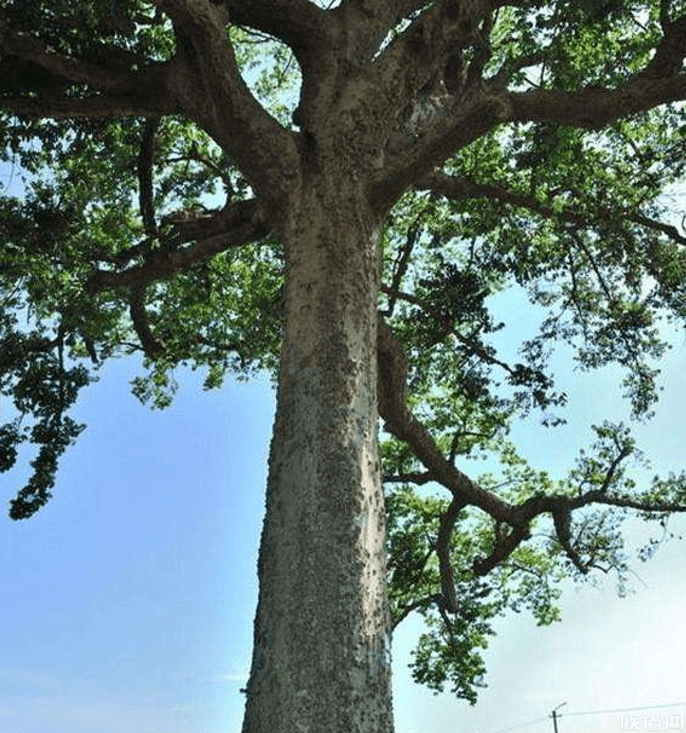 今年春天植树节是3月12日，古代有植树习俗吗？