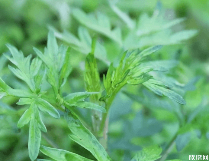 做清明果的草是叫什么,清明将至各地食俗探究