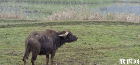 梁山好汉为啥天天吃牛肉？难道这肉是假的吗？