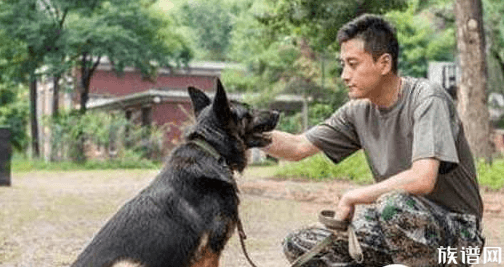 比利时马里努阿犬中的幽灵犬，忠诚憨厚还是人类的好朋友