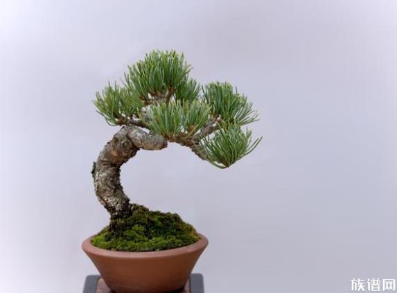 女生清明节收到前男友送的白菊花,古代清明节送什么花?