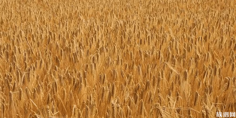 海关空箱中截获2000只活蟑螂,古代有没有蟑螂?古人是怎么消灭害虫的?