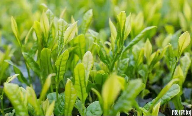 谷雨时节,民间在谷雨的时候有哪些风俗习惯?