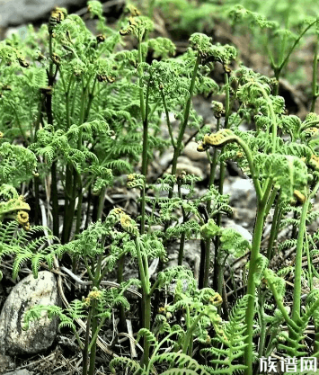 被封男子吃绿化带发现84种草药，古人吃过哪些野菜？