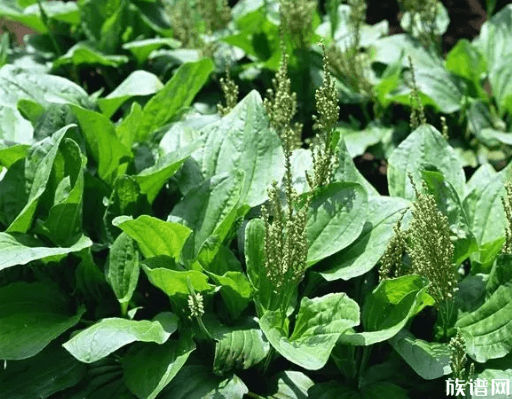 被封男子吃绿化带发现84种草药,古人吃过哪些野菜?