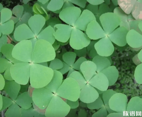 被封男子吃绿化带发现84种草药,古人吃过哪些野菜?