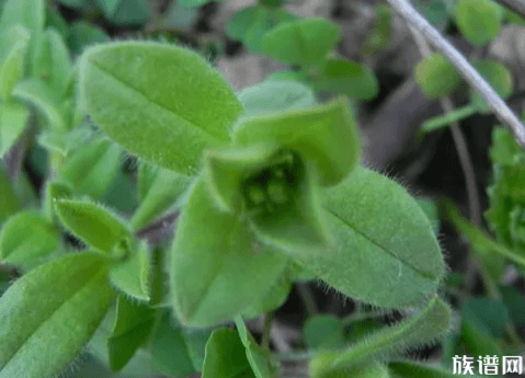 被封男子吃绿化带发现84种草药,古人吃过哪些野菜?