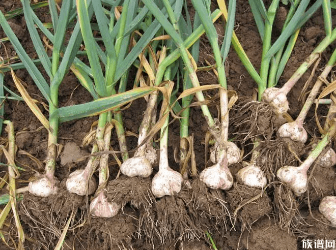 菜刀拍一下蒜就断了,大蒜在我国的前世今生你知道哪些?