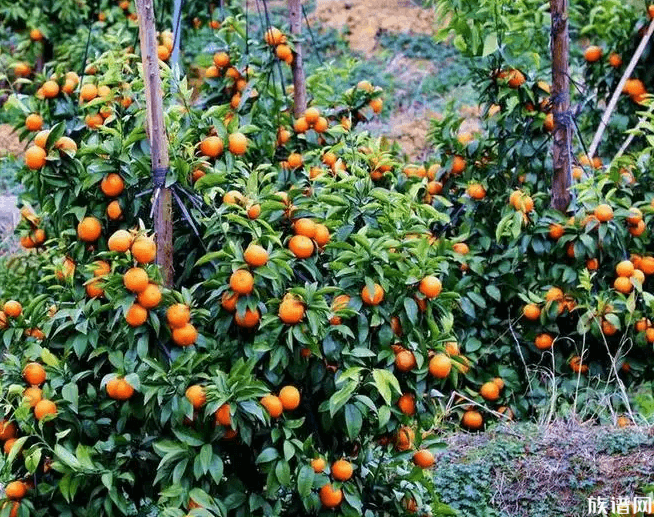 广西一大学结满水果学生随便吃,古代是如何种植果树的?