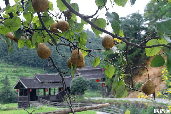 广西一大学结满水果学生随便吃，古代是如何种植果树的？