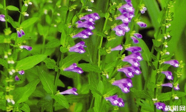 2岁女童遭蛇咬后咬死蛇,古代被蛇咬之后如何解毒?