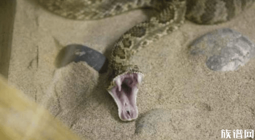 2岁女童遭蛇咬后咬死蛇,古代被蛇咬之后如何解毒?