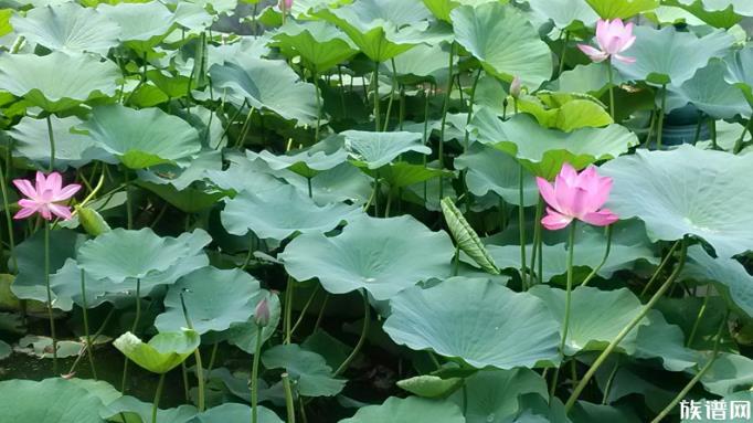 三伏结束了,古人出伏后有什么讲究?