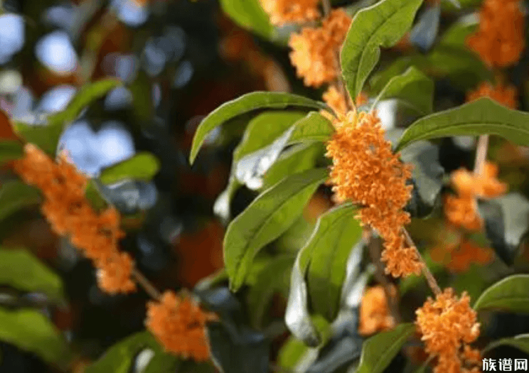 中秋节习俗有哪些？八月十五全国各地民间习俗一览