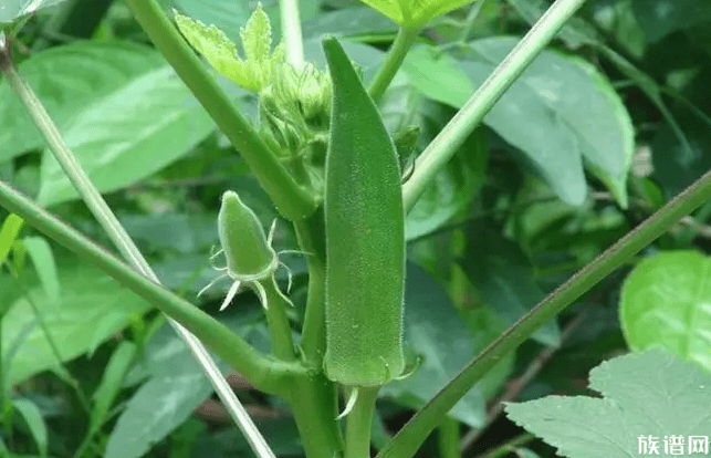 女子建植物工厂让菠菜一年长22茬，古代菠菜是什么时候传入我国的？