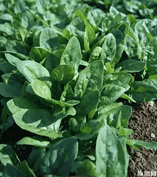 女子建植物工厂让菠菜一年长22茬，古代菠菜是什么时候传入我国的？