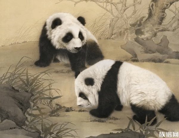 时隔4年同一树洞再现野生熊猫幼崽,我国的熊猫是如何变成国宝的?