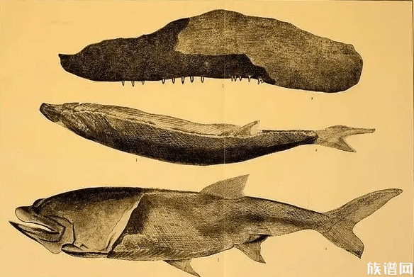 中国科学家证实人类是从鱼进化来的,古代鱼类最早是什么时候出现的?