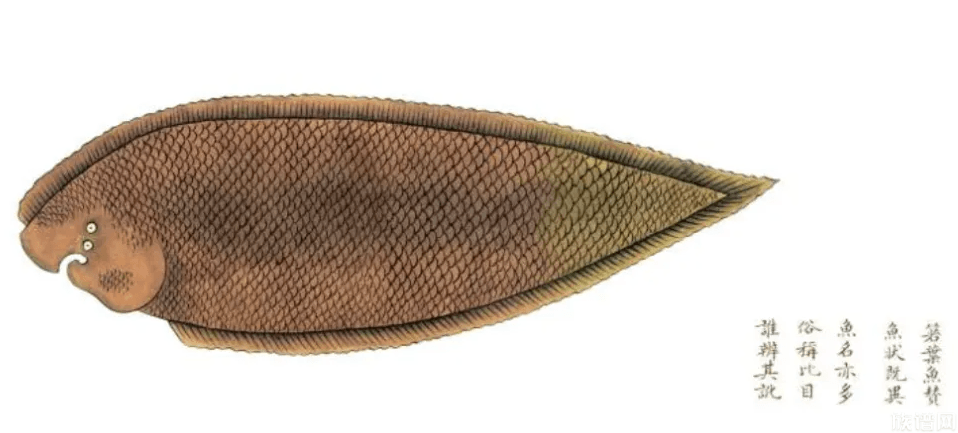 中国科学家证实人类是从鱼进化来的,古代鱼类最早是什么时候出现的?