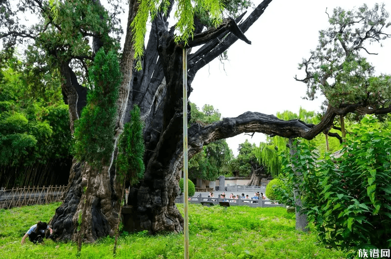 钱塘江边闪现壮观"参天大树",古代有哪些千年古树?