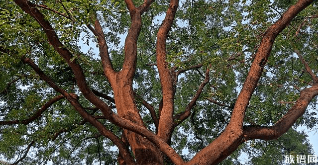 钱塘江边闪现壮观“参天大树”，古代有哪些千年古树？