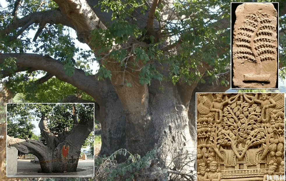 钱塘江边闪现壮观“参天大树”，古代有哪些千年古树？