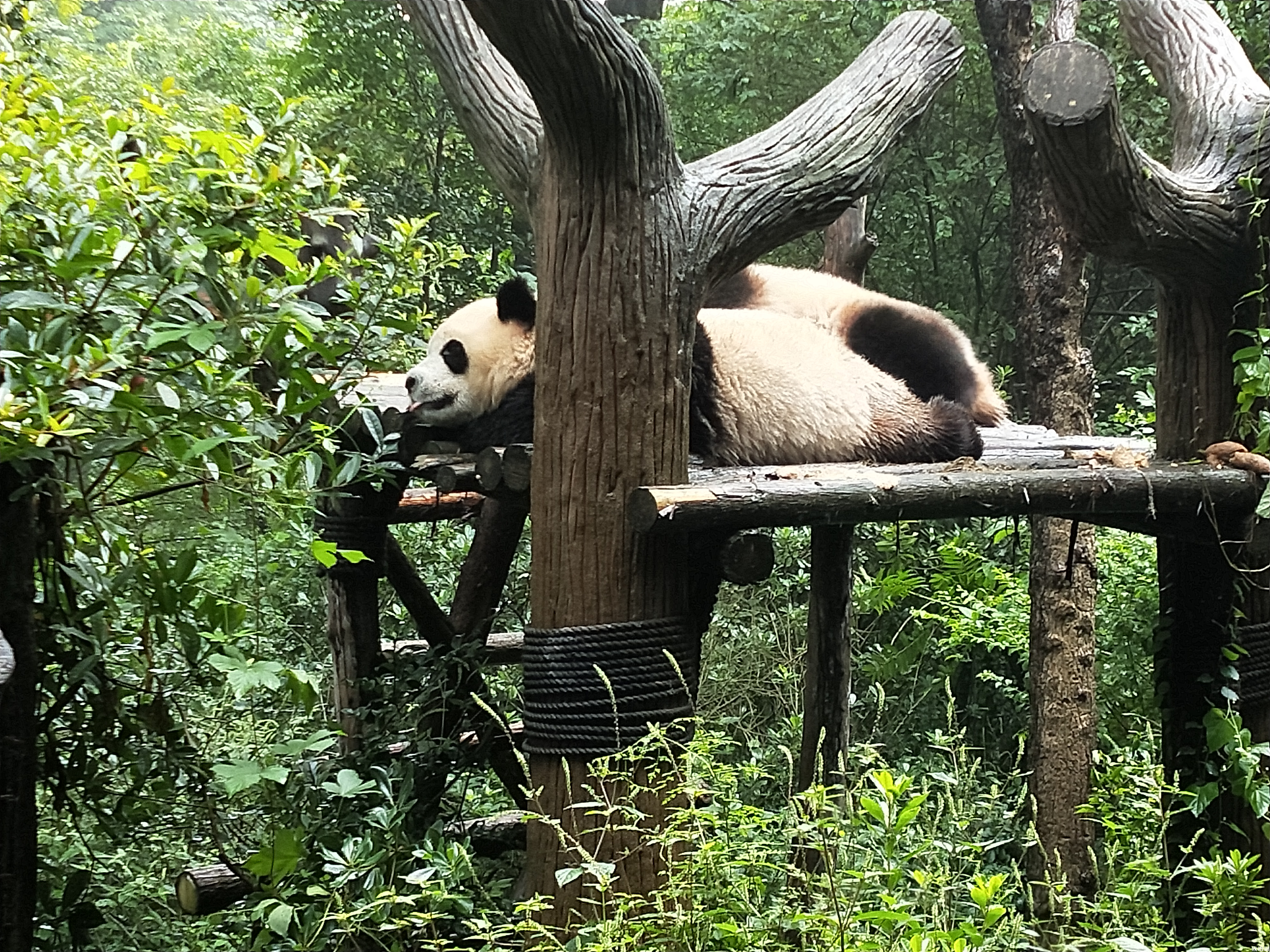 憨态可掬的大熊猫竟然有一个威猛霸气的名字？你知道熊猫在古代叫做什么吗？