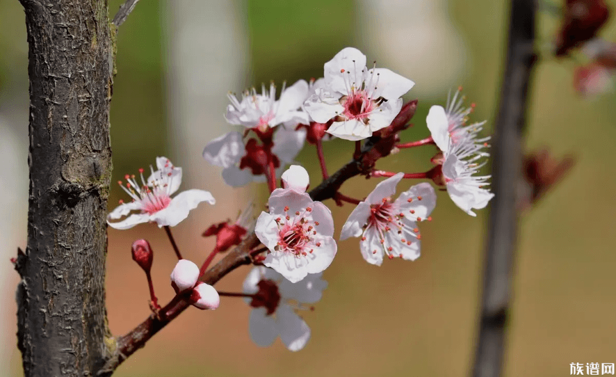 杏花为何被称为及第花？探花郎与杏花是从哪个朝代产生关联的？