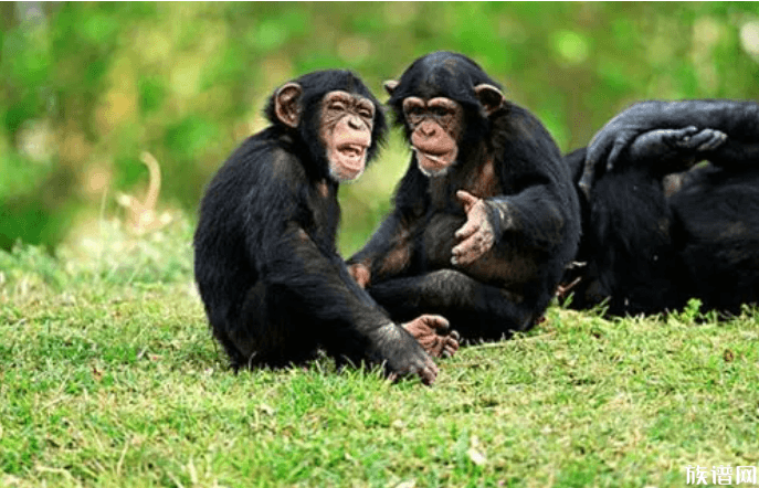 山东黑猩猩一天一棵大葱三四瓣蒜,我国猩猩最早是什么时候出现的?