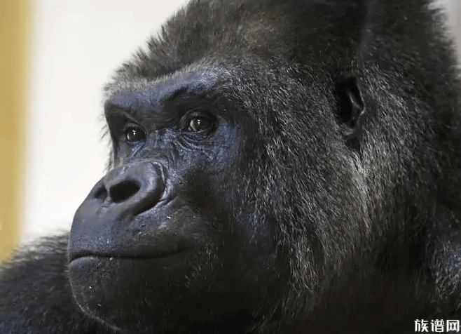山东黑猩猩一天一棵大葱三四瓣蒜,我国猩猩最早是什么时候出现的?