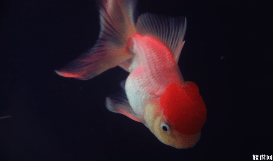 世界最大金鱼被钓上岸 已活20年,古人是如何饲养金鱼的?