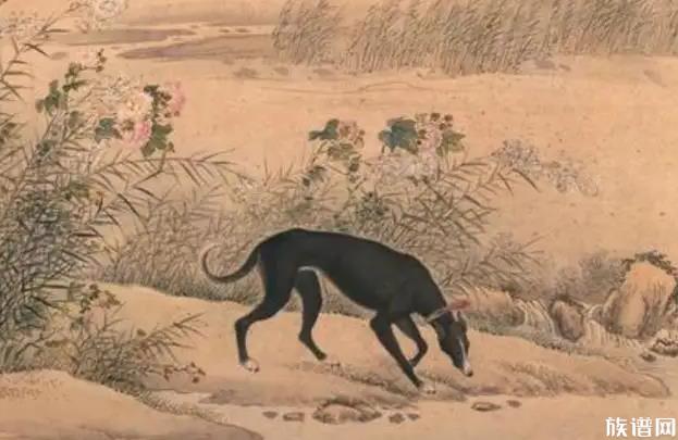 独狼袭击羊群被不到1岁藏獒赶跑，古代狗的种类是怎么分的？