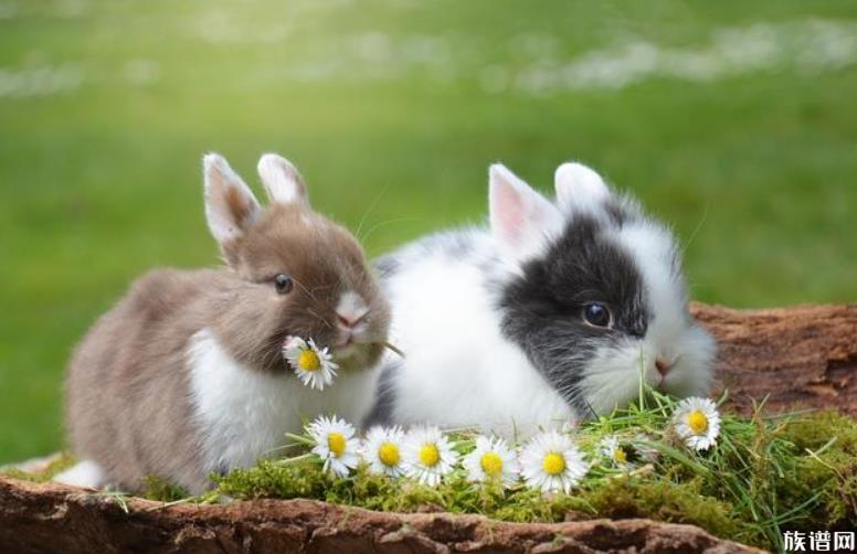 游客偷带食物喂兔子致大批死亡，古人何时开始养兔子的？