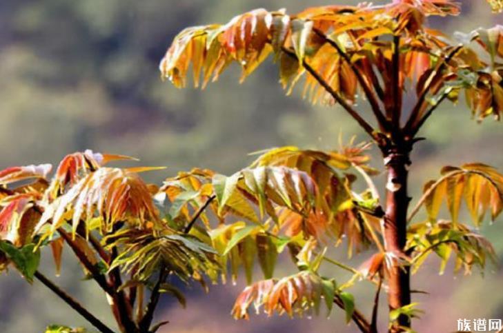 “春芽刺客”每斤138元,香椿的历史你知道吗?