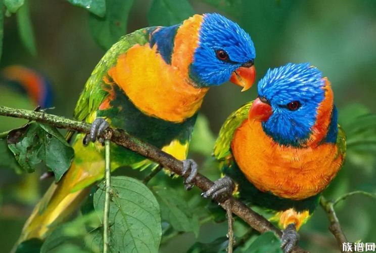 辽宁一动物园鹦鹉满嘴东北味,鹦鹉最早出现在什么时期?